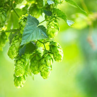 Hops